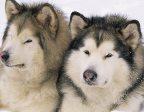 siberian malamutes