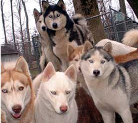 Alaskan Siberian Huskies