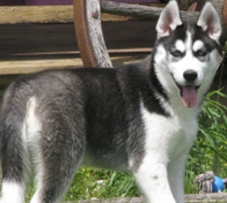 alaskan siberian husky