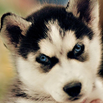 alaskan siberian husky