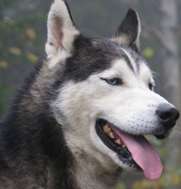 alaskan siberian husky breeder