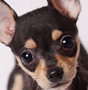 applehead chihuahua dog