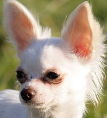 applehead chihuahua photo