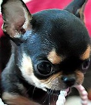 cute applehead chihuahua