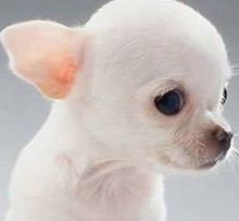 teacup applehead chihuahua