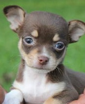 tiny applehead chihuahua