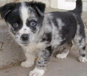 aussie corgi puppy