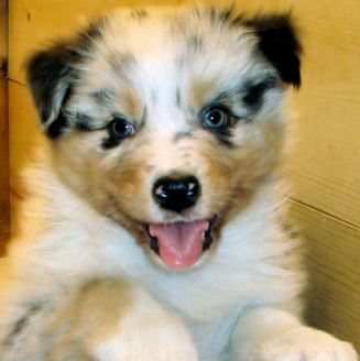 australian shepherd puppies