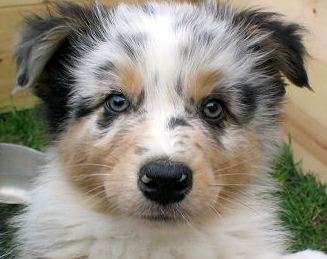 australian shepherd puppy