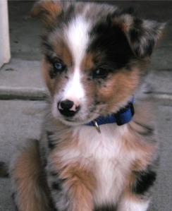 australian shepherd