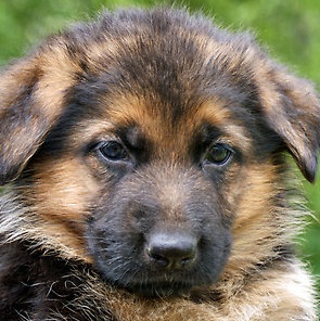 baby german shepherd mix