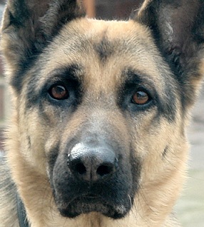 Baby German Shepherd Dog