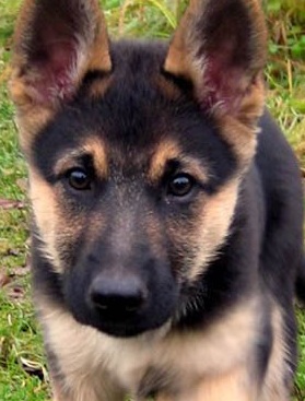 Baby German Shepherd Picture