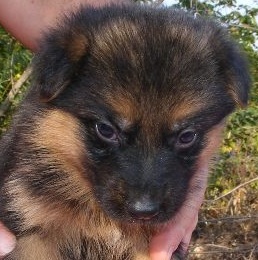 Baby German Shepherd Puppy