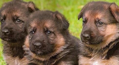 Baby German Shepherd