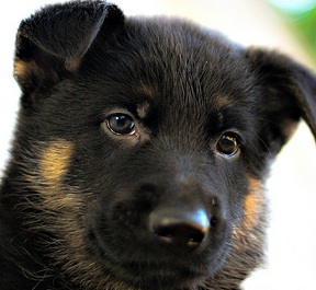 Black Baby German Shepherd