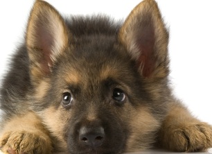 Cute Baby German Shepherd