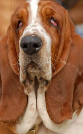 basset dog