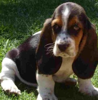 basset hound beagle dog