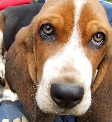 basset hound beagle picture