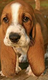 basset hound beagle puppy