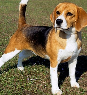 basset hound beagle