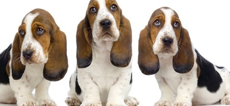 basset hound beagles