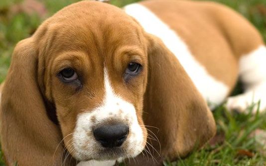 basset hound