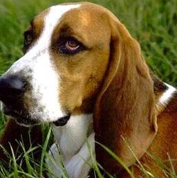 basset