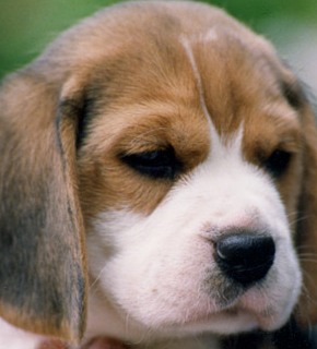 beagle hound puppy