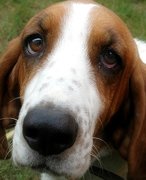 cute basset hound beagle