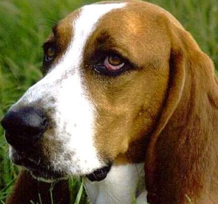 basset dog