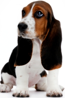 basset hound dog