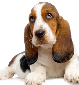 basset hound dogs