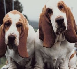 basset hound pictures