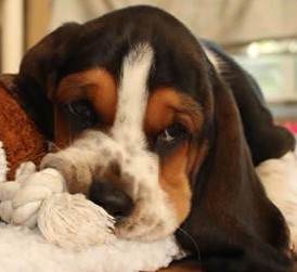 basset hound puppy