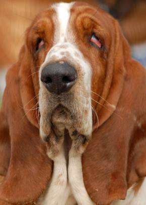 basset hound