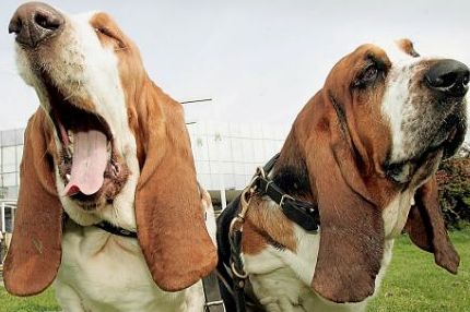 basset hounds