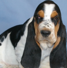 cute basset hound dog