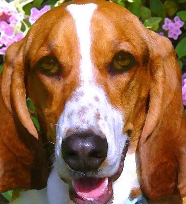 happy basset hound dog