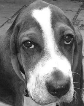 basset hound mix picture