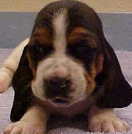 basset hound puppy mix