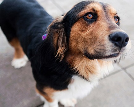 basset shepherd mix