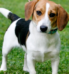 big basset hound mix