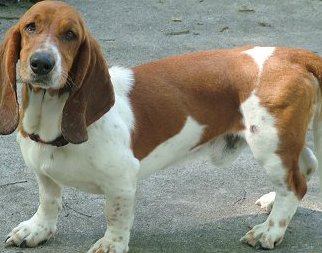 hound dog mix