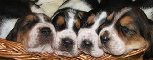 basset hound puppies