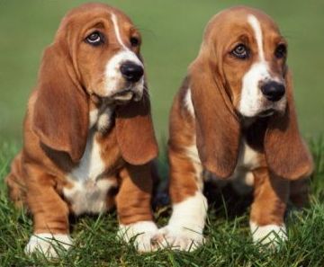 basset hound puppies