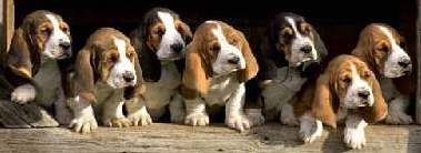 basset hound puppies