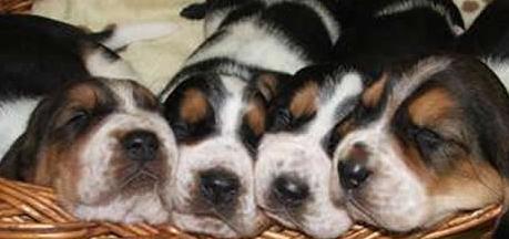 basset puppies