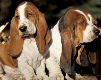 basset hound puppies picture